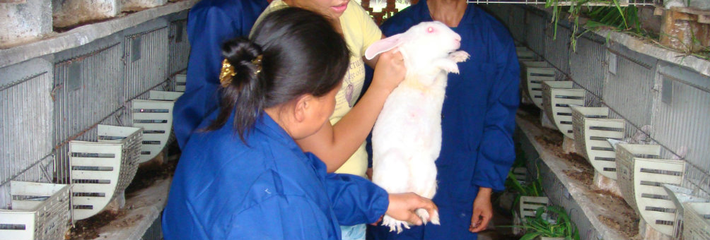 赖兔养殖培训