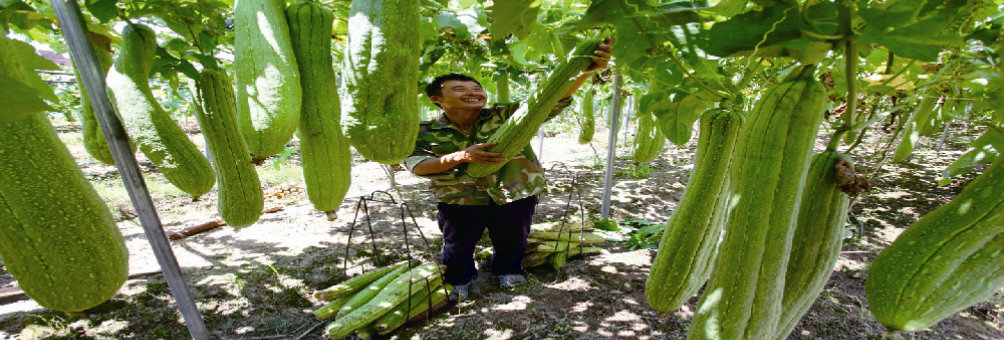 东乡县大力发展丝瓜络生产，图为农民喜摘丝瓜