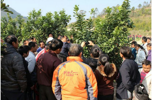 县残联举办农村残疾人实用技术蜜柚种植培训班