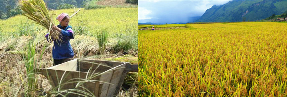 师宗的高良、五龙、龙庆适宜双季稻种植
