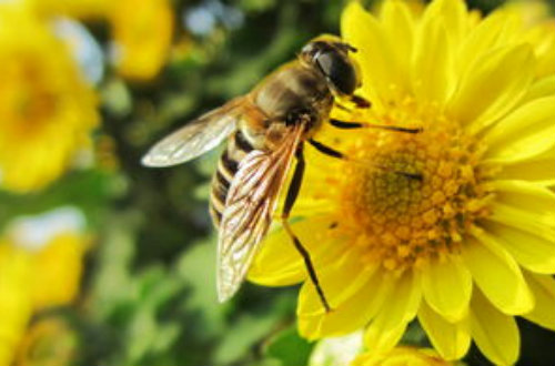 精准扶贫蜜蜂养殖技术培训班