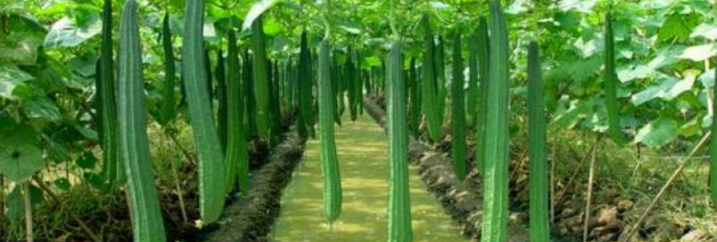 有棱丝瓜高效优质栽培技术