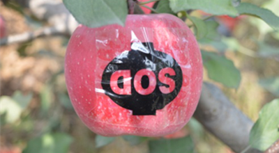 “SOD”苹果走出青龙大山深处——青龙县土门子镇成人技校“SOD”苹果培训项目