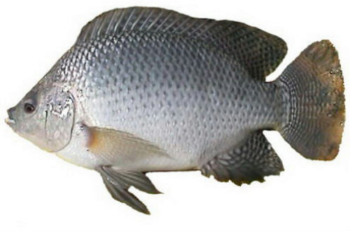罗非鱼养殖技术培训项目
