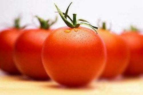 番茄主要病害及防治技术培训