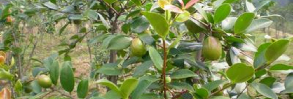 油茶树的种植技术