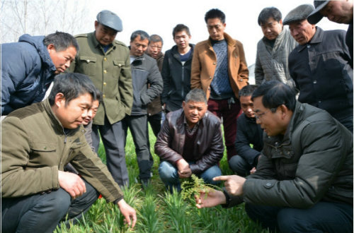 许疃镇举办小麦病虫害防治培训班