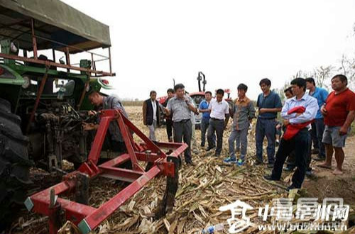 许疃镇举办玉米观摩活动