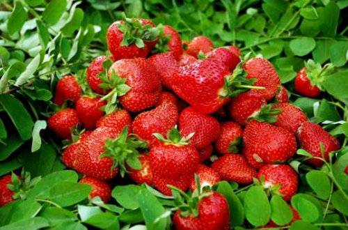 草莓种植培训