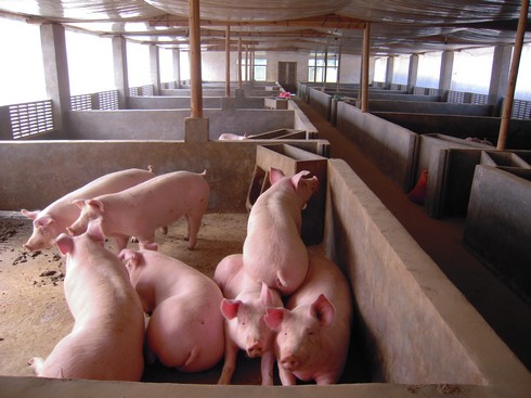 肉猪母猪饲养管理培训