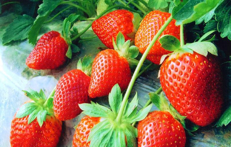 草莓栽培技术培训计划