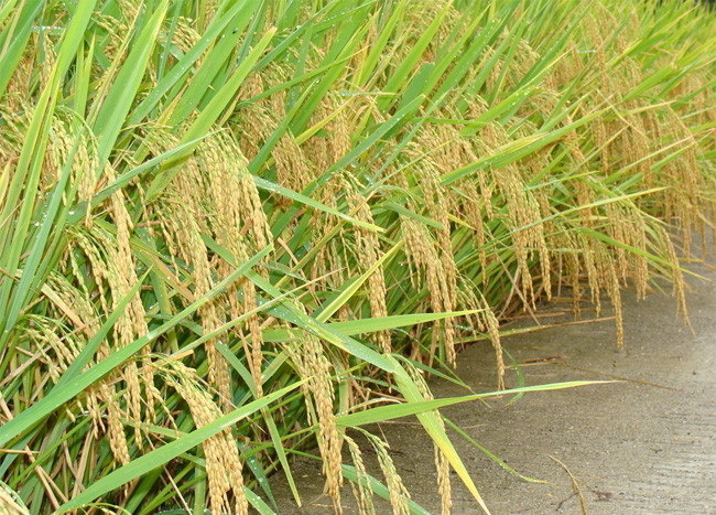 水稻播种技术培训