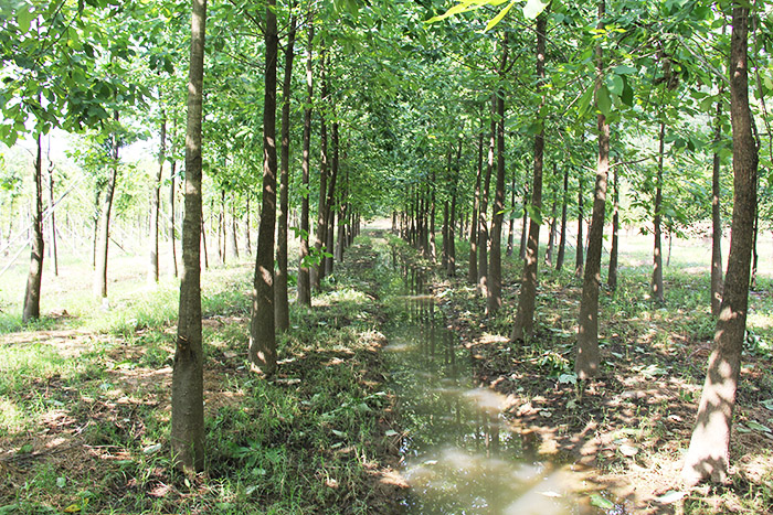 林业养护技术培训