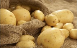 土豆栽培技术