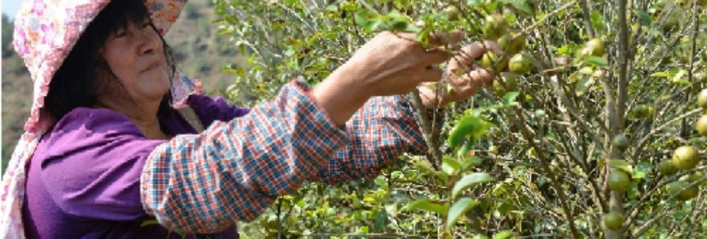 龙川油茶种植基地