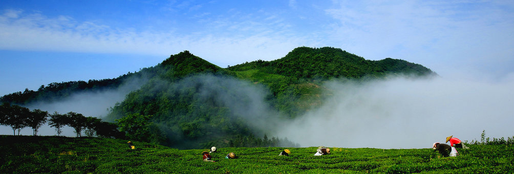 中国富锌富硒有机茶之乡——凤冈