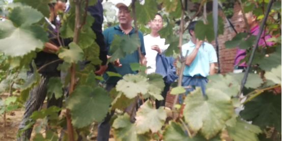 大棚葡萄种植培训