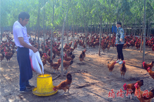 杨庄乡：林下土公鸡养得红红火火